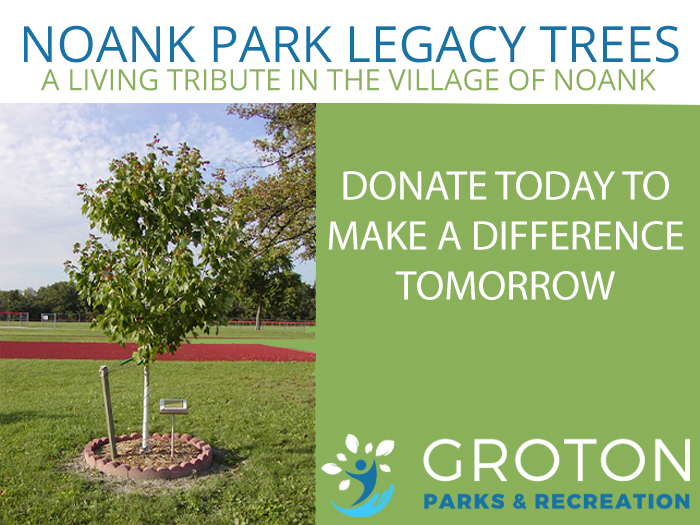 Legacy tree in park